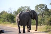 455 Safari im Krüger-Nationalpark - Elefant