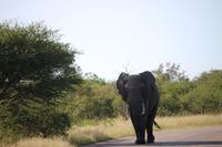 463 Safari im Krüger-Nationalpark - Elefant