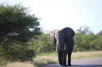 464 Safari im Krüger-Nationalpark - Elefant