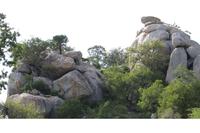 475 Safari im Krüger-Nationalpark