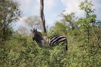 490 Safari im Krüger-Nationalpark - Zebra
