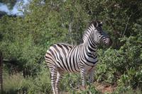 493 Safari im Krüger-Nationalpark - Zebra