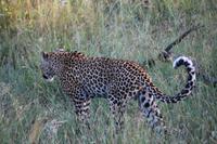 513 Safari im Krüger-Nationalpark - Leopard