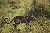 521 Safari im Krüger-Nationalpark - Leopard