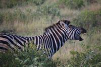 529 Safari im Krüger-Nationalpark - Zebra