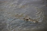 539 Safari im Krüger-Nationalpark - Krokodil