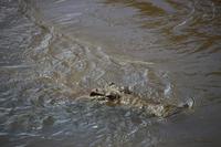 540 Safari im Krüger-Nationalpark - Krokodil