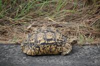 542 Safari im Krüger-Nationalpark - Leopardenschildkröte