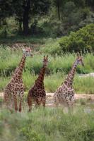 550 Safari im Krüger-Nationalpark - Giraffen
