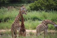 552 Safari im Krüger-Nationalpark - Giraffen
