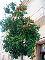 Sineu-  Die Orangenbäume in der Straße