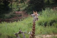 557 Safari im Krüger-Nationalpark - Giraffen