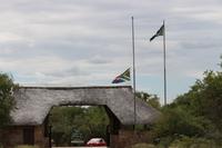 564 Safari im Krüger-Nationalpark - Skukuza Hauptcamp