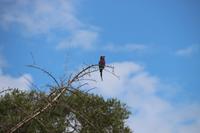 565 Safari im Krüger-Nationalpark