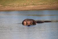 586 Safari im Krüger-Nationalpark - Flusspferde