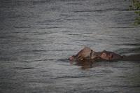 699 Sundowner-Bootsfahrt auf dem Sambesi - Flusspferde