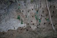 707 Sundowner-Bootsfahrt auf dem Sambesi