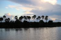 714 Sundowner-Bootsfahrt auf dem Sambesi