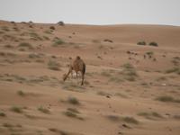 Wahiba Sands das erste Kamel