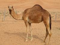 Wahiba Sands - was guckst Du