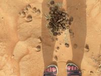 Wahiba Sands - Kamel kacka