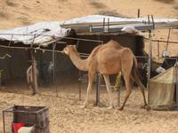 Wahiba Sands 