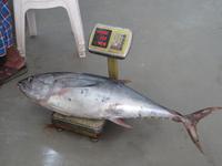Fischmarkt Muscat