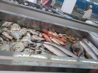 Fischmarkt Muscat