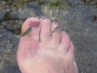 Putzerfische Ain Thowara Quellen 