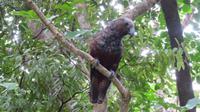 Kapiti Island - Kaka