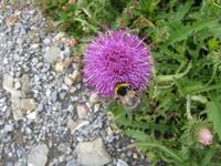 Auf dem Brienzer Rothorn
