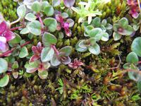 Auf dem Brienzer Rothorn