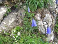Auf dem Brienzer Rothorn