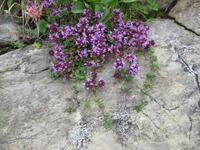 Auf dem Brienzer Rothorn