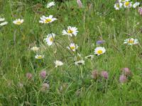 Auf dem Brienzer Rothorn