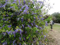Blütenpracht im Botanischen Garten Cienfuegos