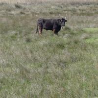 Stierzuchtfarm Camargue
