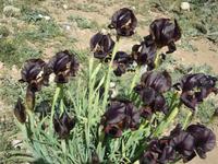 Blumen unterwegs