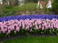 Keukenhof 