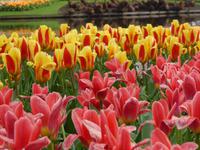 Keukenhof 