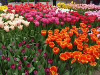 Keukenhof 