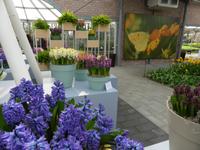 Keukenhof 