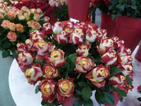 Keukenhof - Rosenshow