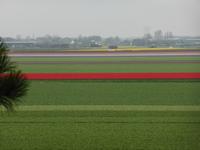 Keukenhof - Blumenfelder