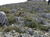 interessante Steine und Pflanzen auf der Insel