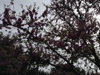 herrliche Blüten am Judasbaum