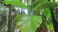 Botanischer Garten auf Mahé