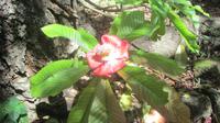 Botanischer Garten auf Mahé