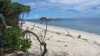 Vogel-Insel Cousin