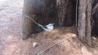 Vogel-Insel Cousin